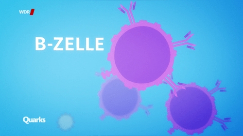 B-Zelle